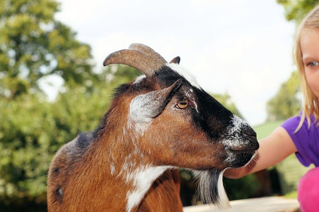 kinderboerderij 3